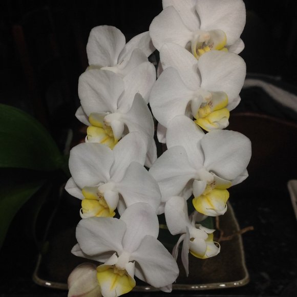 Meet your Posher, Toddybux - Picture 1 of 1